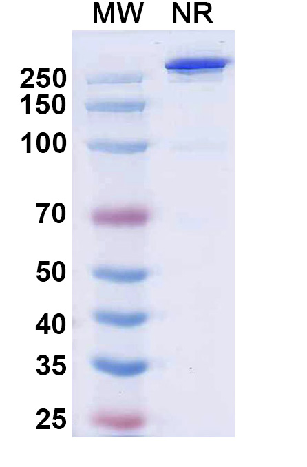 SDS-PAGE for Palverafusp Alfa Biosimilar - Research Grade