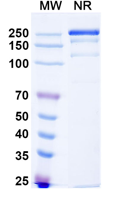 SDS-PAGE for Research Grade Pamvatamig