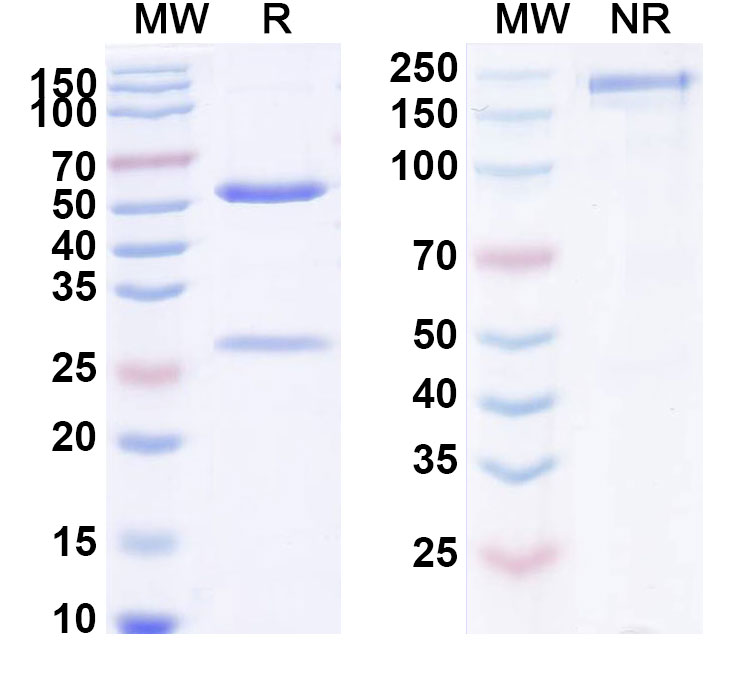SDS-PAGE for Parsatuzumab Biosimilar - Anti-EGFL7 mAb - Research Grade