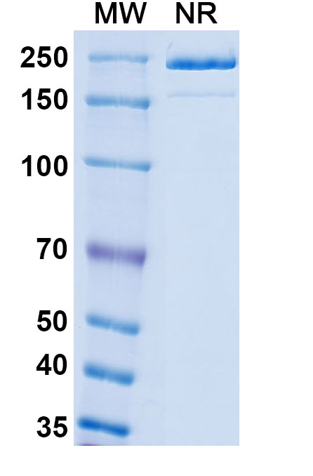 SDS-PAGE for Research Grade Patecibart