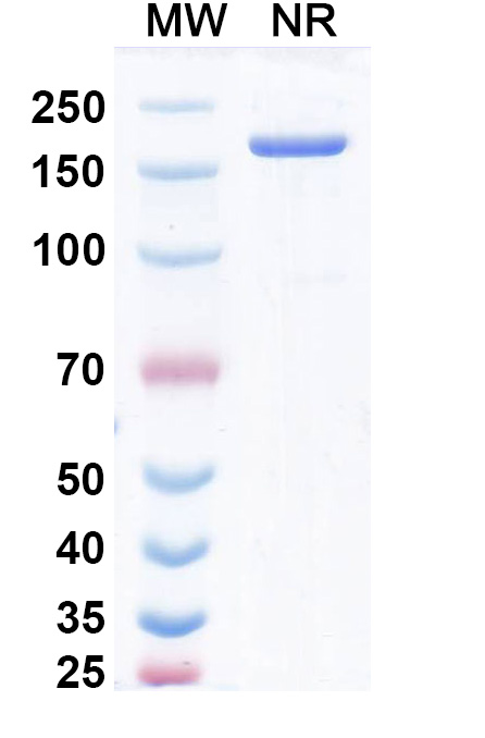 SDS-PAGE for Pavunalimab Biosimilar - Anti-LAG3,CTLA4 mAb - Research Grade