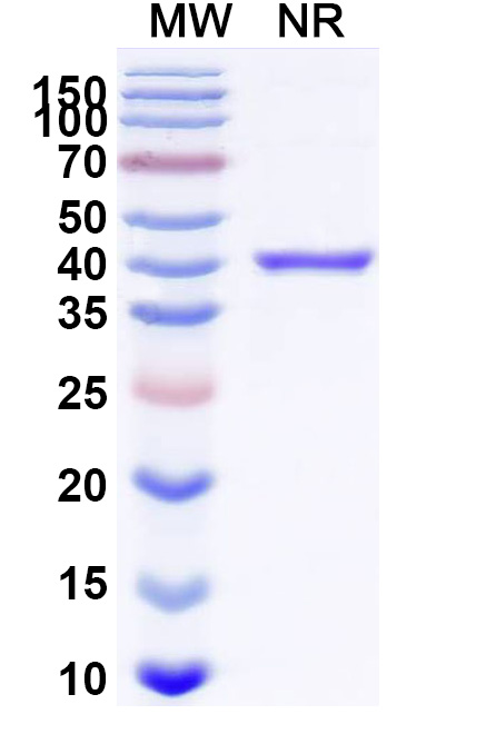 SDS-PAGE for Pegrizeprument Biosimilar - Research Grade