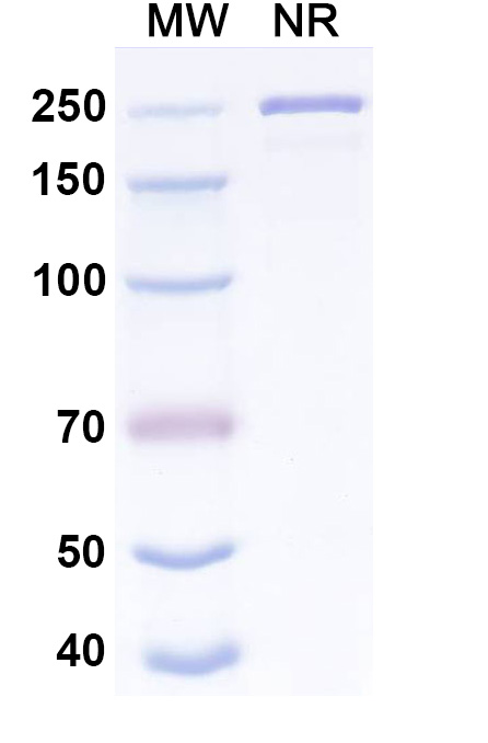 SDS-PAGE for Research Grade Pemtumomab