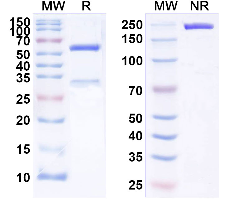 SDS-PAGE for Perakizumab Biosimilar - Anti-IL17A mAb - Research Grade