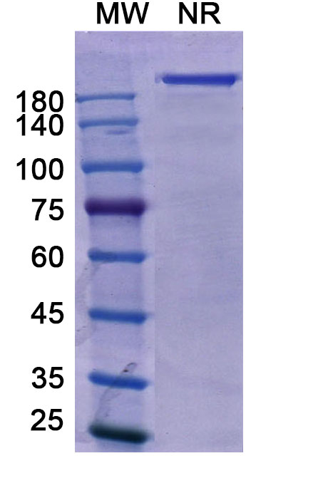 SDS-PAGE for Petosemtamab Biosimilar - Anti-EGFR;ERBB1 and LGR5 mAb - Research Grade