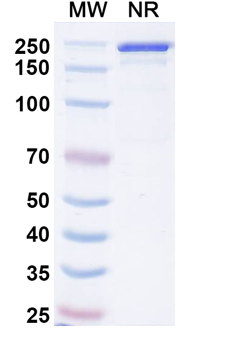 SDS-PAGE for Research Grade Picankibart