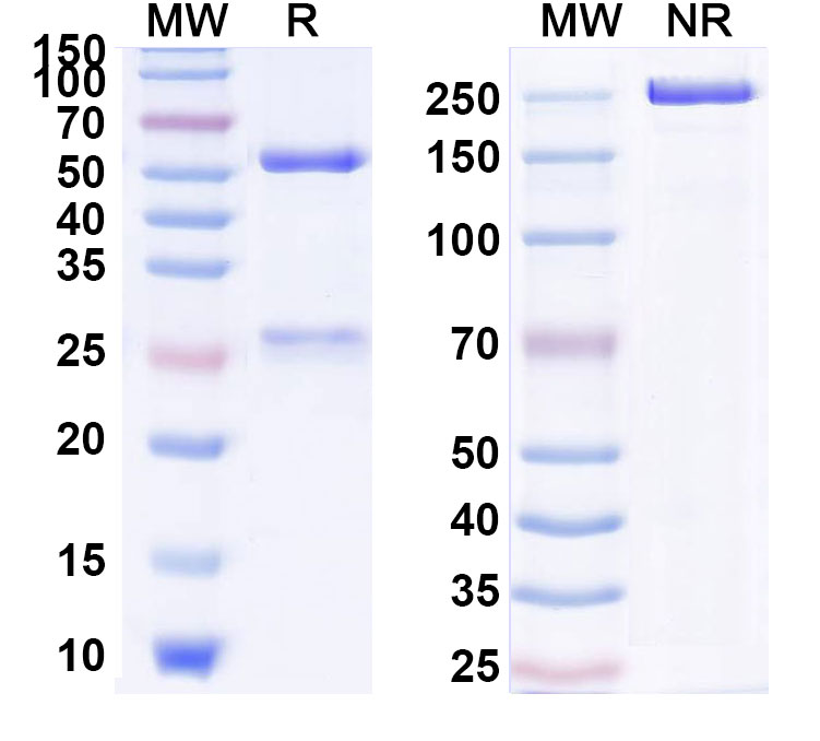 SDS-PAGE for Pidilizumab Biosimilar - Anti-CD279;PD-1 mAb - Research Grade