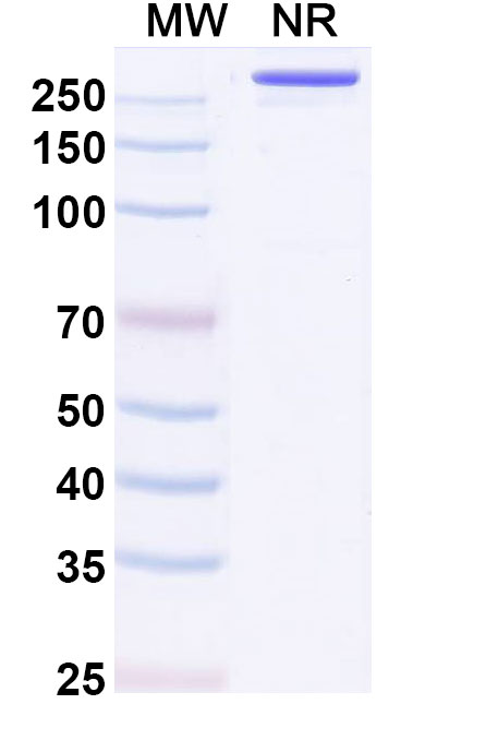 SDS-PAGE for Pimurutamab Biosimilar - Anti-EGFR;ERBB1 mAb - Research Grade