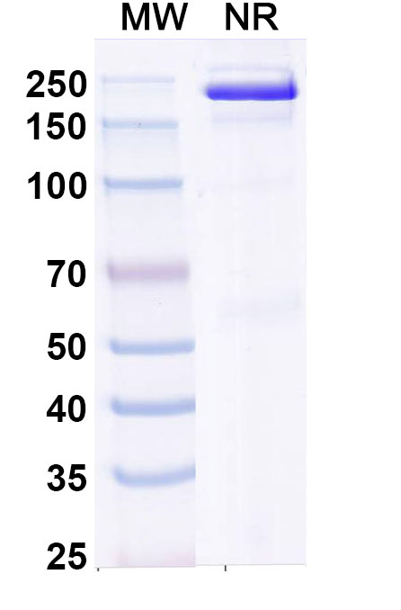 SDS-PAGE for Plamotamab Biosimilar - Anti-CD20;MS4A1 and CD3E mAb - Research Grade