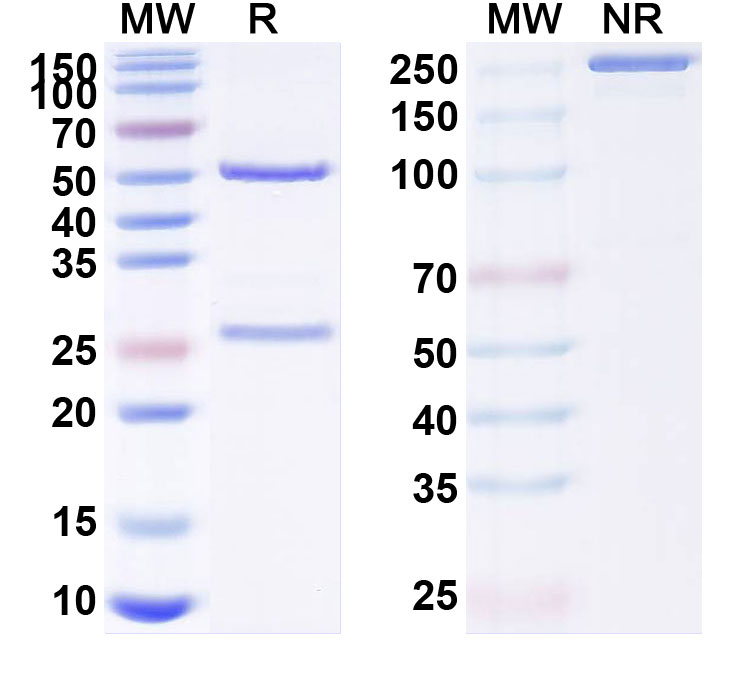 SDS-PAGE for Plozalizumab Biosimilar - Anti-CCR2; CD192 mAb - Research Grade