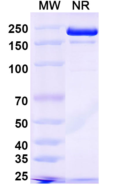 SDS-PAGE for Plutavimab Biosimilar - Anti-SARS-CoV-2 Spike RBD mAb - Research Grade