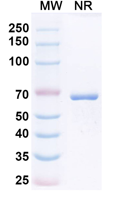 SDS-PAGE for Podentamig Biosimilar - Research Grade
