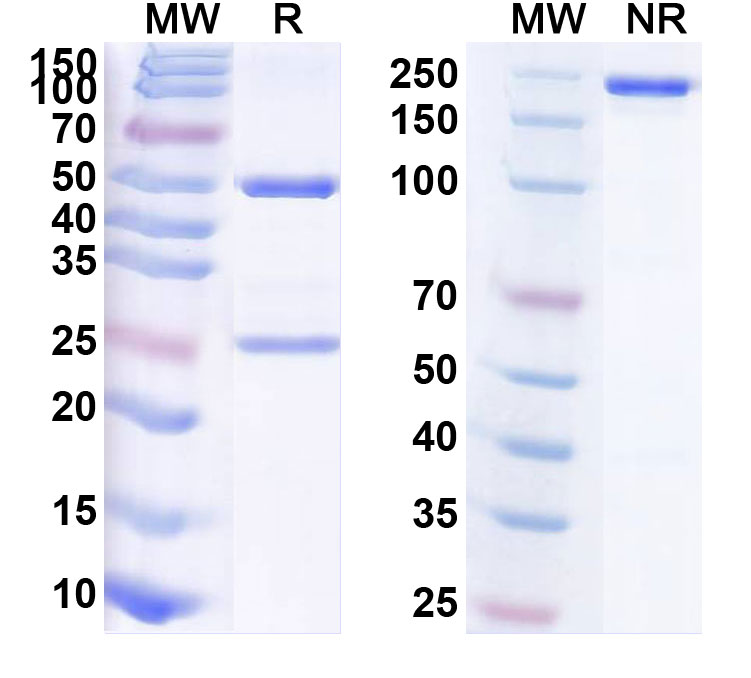 SDS-PAGE for Pogalizumab Biosimilar - Anti-ACT35 antigen mAb - Research Grade
