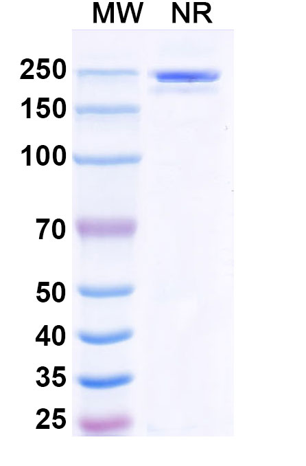 SDS-PAGE for Polzastobart Biosimilar - Anti-ILT-4 mAb - Research Grade