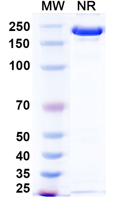 SDS-PAGE for Ponezumab Biosimilar - Anti-APP Abeta40 mAb - Research Grade