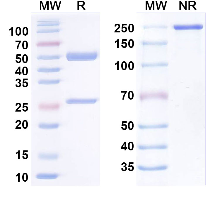 SDS-PAGE for Porgaviximab Biosimilar - Anti-GP;Glycoprotein mAb - Research Grade