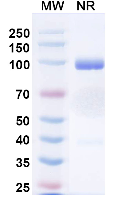 SDS-PAGE for Porustobart Biosimilar - Anti-CD152 mAb - Research Grade