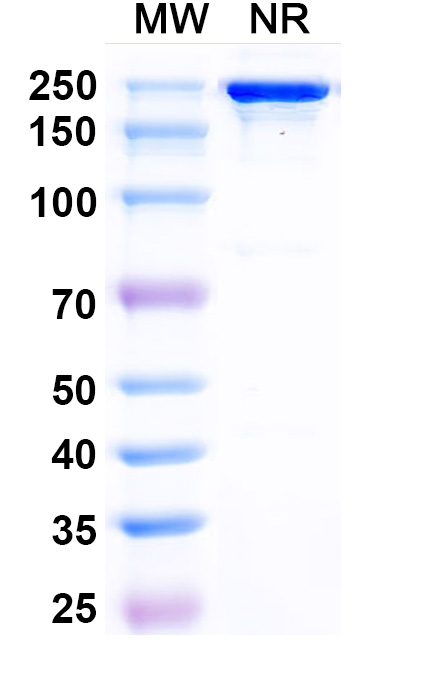 SDS-PAGE for Posdinemab Biosimilar - Anti-MAPT mAb - Research Grade