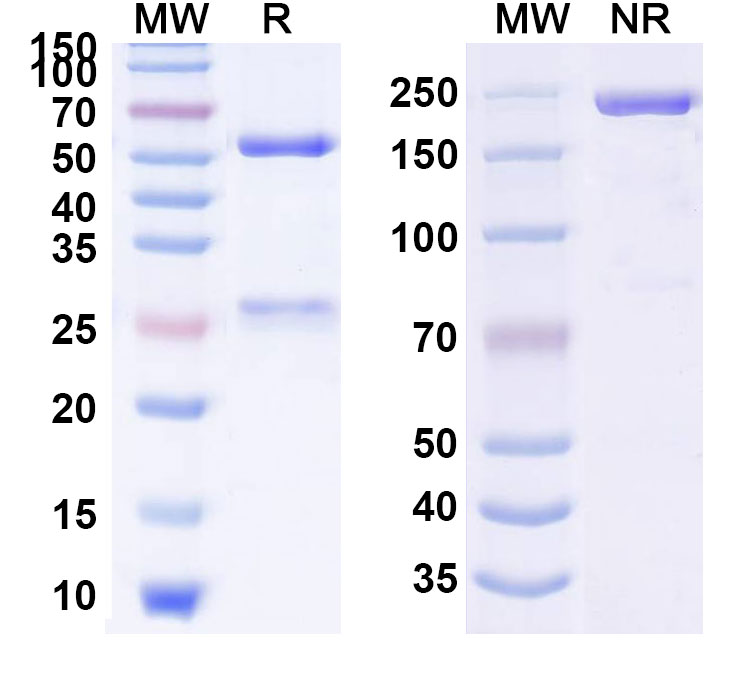 SDS-PAGE for POSTN / OSF-2 Monoclonal Antibody 2F8