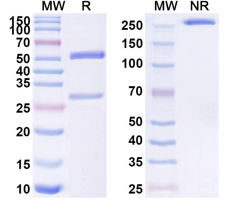 SDS-PAGE for POSTN / OSF-2 Monoclonal Antibody 5G4