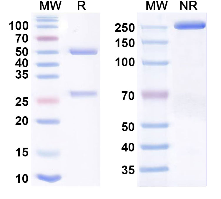 SDS-PAGE for Potravitug Biosimilar - Research Grade