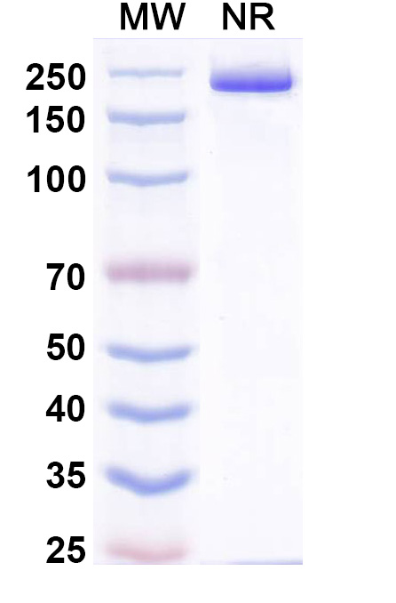 SDS-PAGE for Pradusinstobart Biosimilar - Anti-PD1 mAb - Research Grade