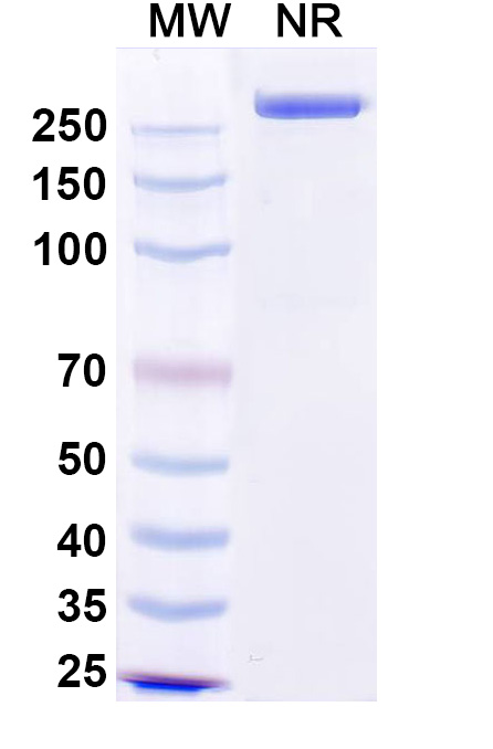 SDS-PAGE for Precemtabart Biosimilar - Research Grade