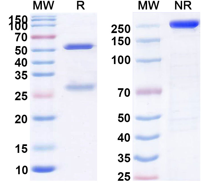 SDS-PAGE for Priliximab Biosimilar - Anti-CD4 mAb - Research Grade