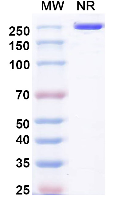 SDS-PAGE for Pulocimab Biosimilar - Anti-VEGFR2 mAb - Research Grade