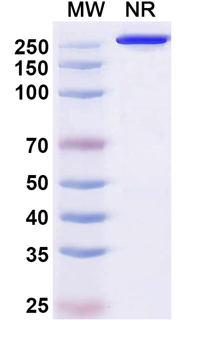 SDS-PAGE for Research Grade Puxitatug