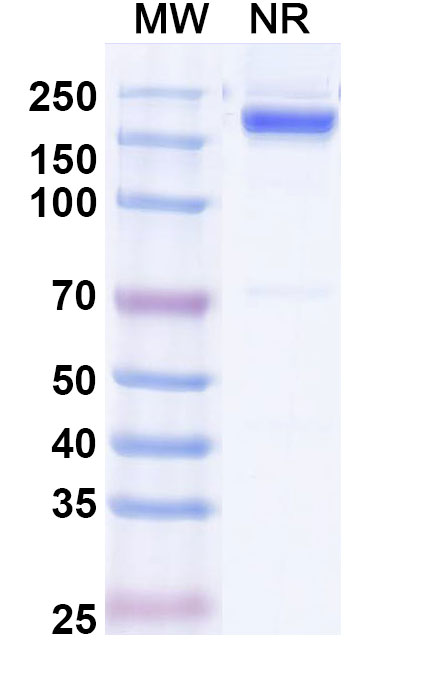SDS-PAGE for Rabbit IgG Isotype Control Antibody (HyHEL-10), APC