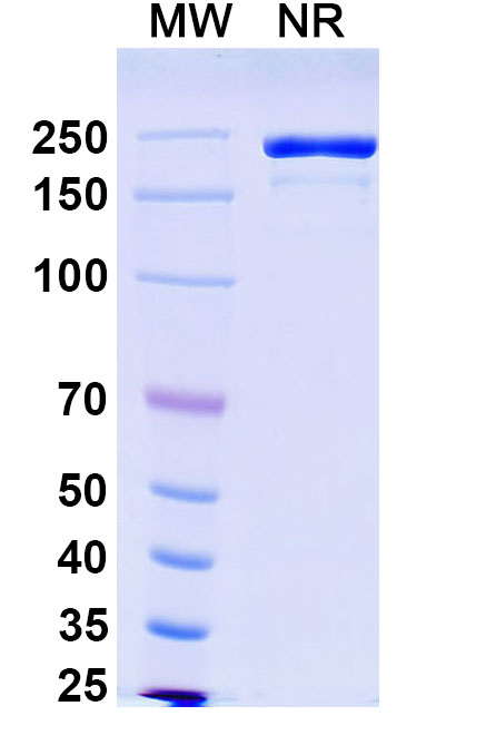 SDS-PAGE for Research Grade Rademikibart