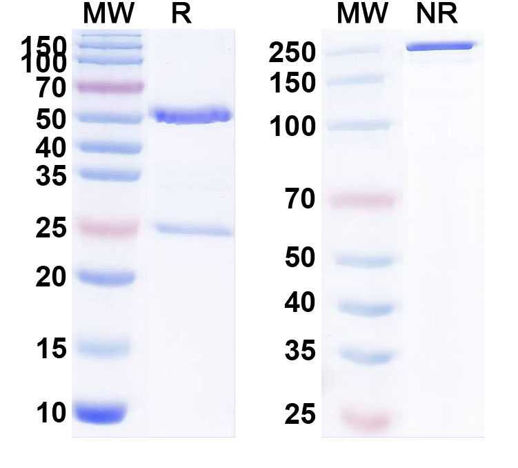 SDS-PAGE for Ralpancizumab Biosimilar - Anti-PCSK9 mAb - Research Grade