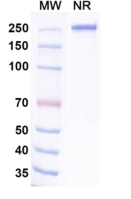 SDS-PAGE for Ralzapastotug Biosimilar - Anti-VSTM3 mAb - Research Grade