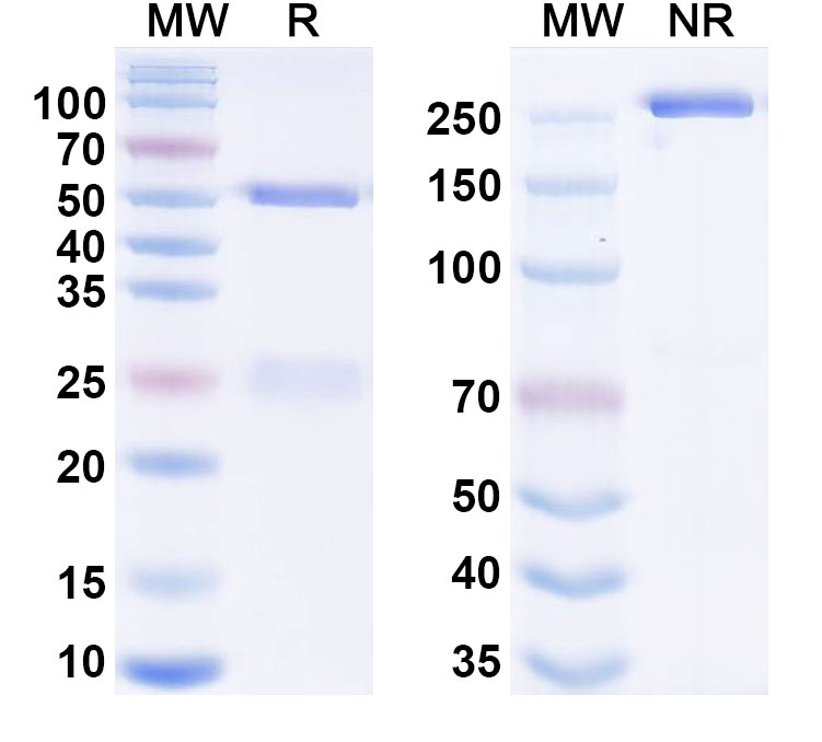 SDS-PAGE for Ravagalimab Biosimilar - Anti-CD40;TNFRSF5 mAb - Research Grade