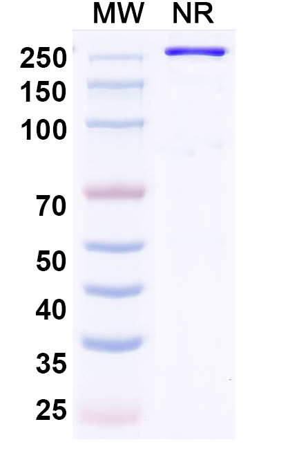 SDS-PAGE for Recaticimab Biosimilar - Anti-PCSK9 mAb - Research Grade