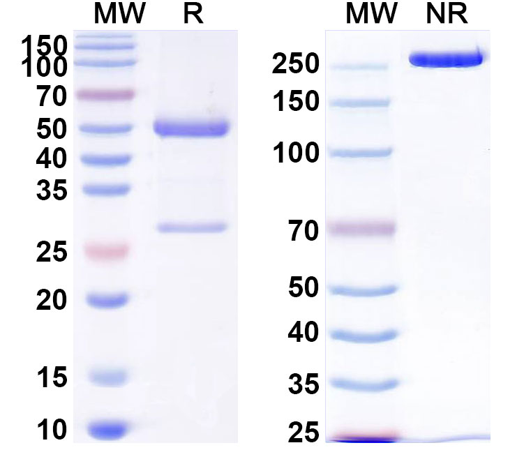 SDS-PAGE for Recombinant Anti-CD133/PROM1 antibody