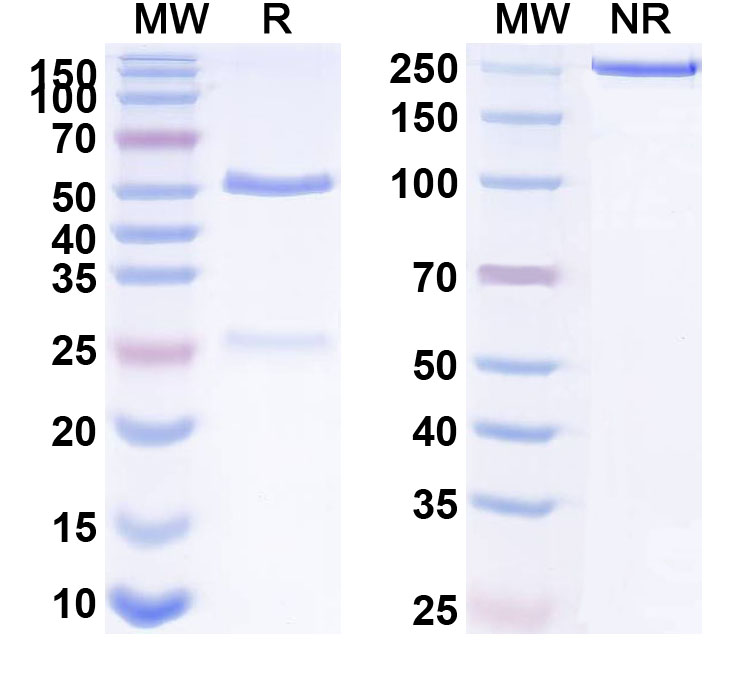 SDS-PAGE for Recombinant Anti-HLA-A2-peptide (FMNKFIYEI) Complex (AMC-17)