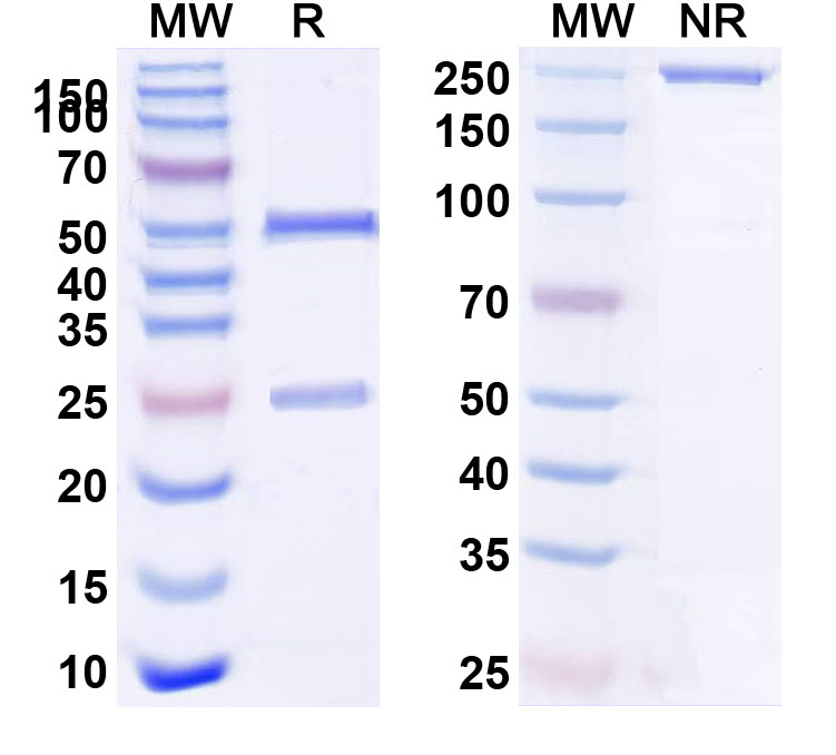 SDS-PAGE for Recombinant Anti-HLA-A2-peptide (FMNKFIYEI) Complex (AMC-52)
