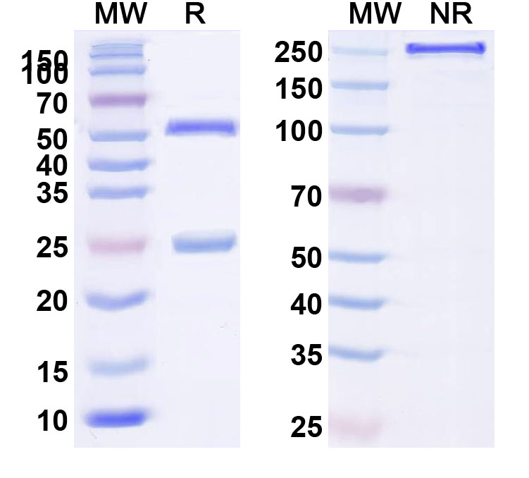 SDS-PAGE for Recombinant Anti-HLA-A2-peptide (ITDQVPFSV) Complex (1G2)