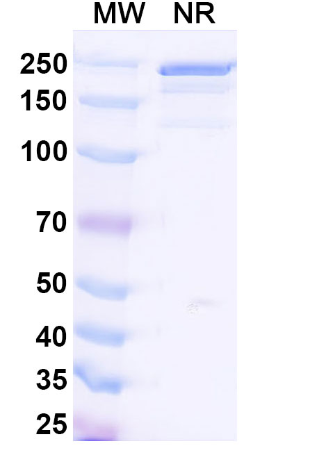SDS-PAGE for Recombinant Anti-HLA-A2-peptide (SLLMWITQV) Complex (3M4E5)