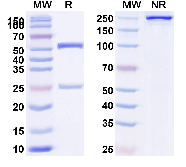 SDS-PAGE for Recombinant Anti-HLA-A2-peptide (YLEPGPVT) Complex (2D1)