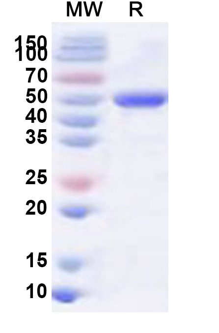 SDS-PAGE for Recombinant Arabidopsis rbcL Protein, N-His