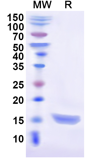 SDS-PAGE for Recombinant Cat CD279/PDCD1/PD1 Protein, N-His