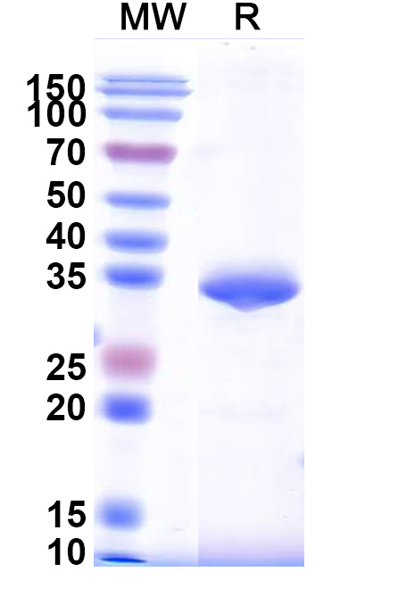 SDS-PAGE for Recombinant DENV-3 Protein prM/prM Protein, N-GST & C-His