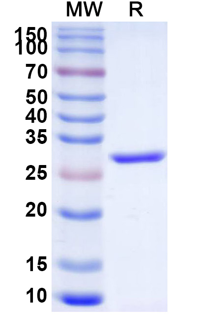 SDS-PAGE for Recombinant Enhanced GFP Protein, C-His