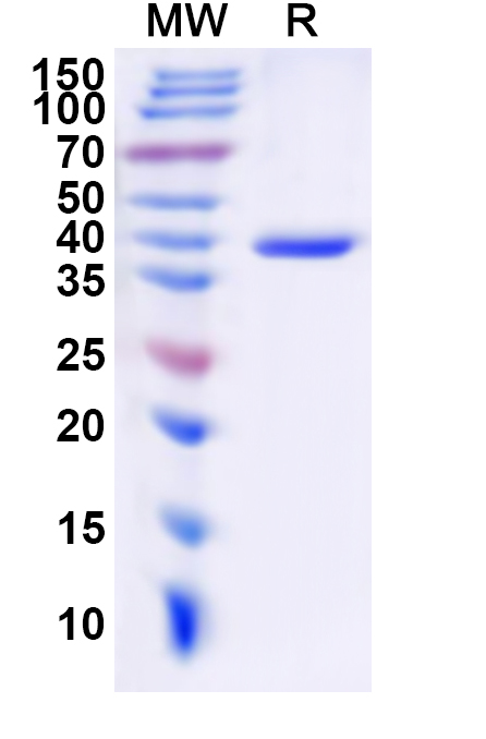 SDS-PAGE for Recombinant Human ADRA2C Protein, N-His-KSI