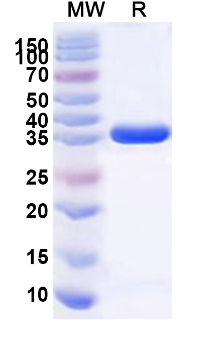 SDS-PAGE for Recombinant Human ALYREF Protein, N-GST & C-His