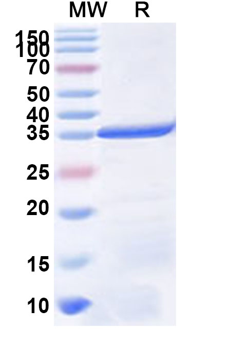 SDS-PAGE for Recombinant Human ASCL4 Protein, N-GST & C-His
