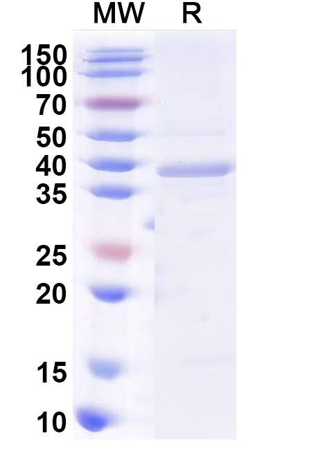SDS-PAGE for Recombinant Human BPI Protein, N-GST